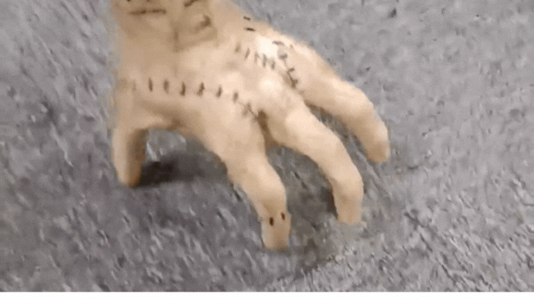 Happy Halloween: Disfraces, Decoración y Bromas Terrificantes